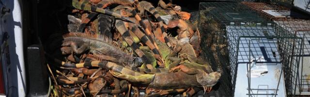 Iguanas Fell From Trees During Florida Cold Snap—and the Numbers Are Staggering