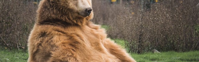 Is your startup a bear, a pig or a scarab?