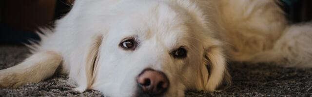 Dog Arthritis Treatment Under Fire After Reports of Severe, Even Fatal, Side Effects