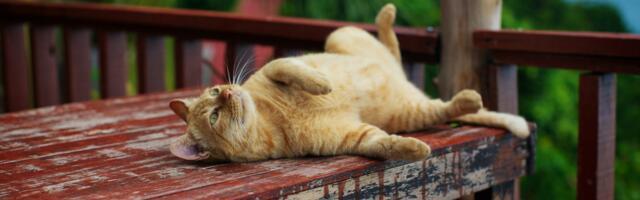 Why your cat knocks things off tables and the instinct driving the behavior