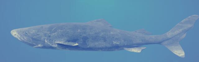 The Greenland shark drifts through Arctic water at the pace of a slow walk and doesn’t reach sexual maturity until roughly 150 years old, meaning individuals cruising the North Atlantic today were already swimming when the American Revolution began