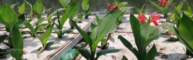 Polluted Lakes Are Being Cleansed Using Floating Wetlands Made of Trash