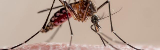 Dead mosquito proboscis used for high-resolution 3D printing nozzle — scientists boast of the extremely fine output from ‘necroprinting’