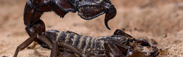 Scorpions go terminator mode and reinforce their weapons with metal