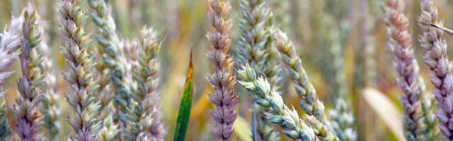 Scientist pleaded guilty to smuggling Fusarium graminearum into US. But what is it?