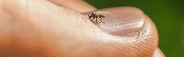 Meet the Oropouche virus. It may be visiting your city soon.
