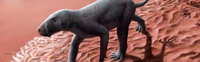 This Saber-Toothed Predator Is the Oldest Mammal Ancestor Ever Found