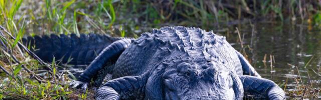 Study Finds 96% of Gator Bites Are the Result of Risky Human Behavior