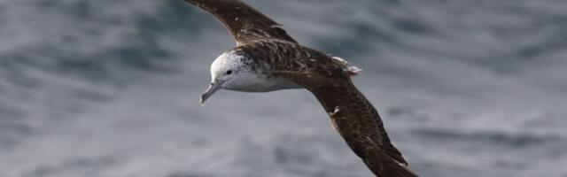 Scientists Confirm What Every Beachgoer Secretly Fears About Seabirds