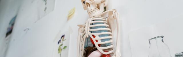 A donated human head sold for around $300, a torso with the head attached for $3,300, and a full body up to $5,000 — taken apart, one person is worth far more than they ever were whole