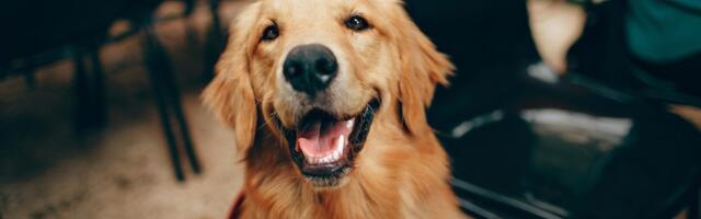 No guts, no glory: The microbiome startups working with pets