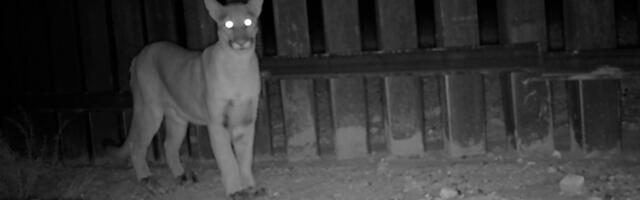 Scientists put motion cameras along the US-Mexico border to spy on wildlife. The footage is spectacular — and telling.