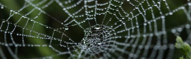 Why Did It Take So Long for the Web to Get Its Own Domain Name?