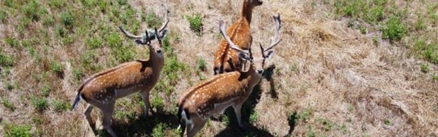 Is It Legal To Use A Drone For Hunting? Here's What You Should Know