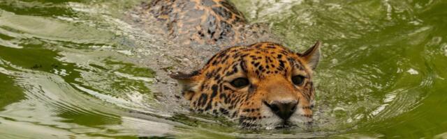 Jaguar Smashes Record for the Species’ Longest Recorded Swim, Baffling Scientists