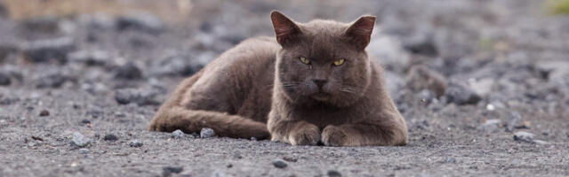 Hawaii’s out-of-control, totally bizarre fight over stray cats