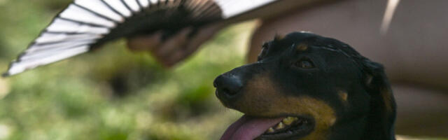 They call it stupid hot for a reason: Heat muddles animal brains