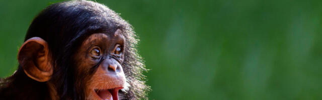 The “online monkey torture video” arrests just keep coming