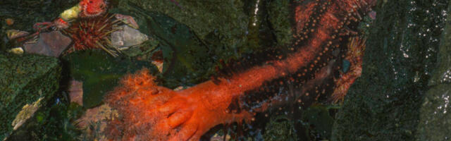 Severed sea cucumber appendages don't seem to die