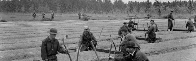 A century ago, the government hired unemployed young men to build America's forests, trails, and parks. Photos show FDR's 'tree army.'
