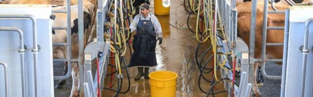 Sales of raw milk halted by state due to bird flu virus contamination