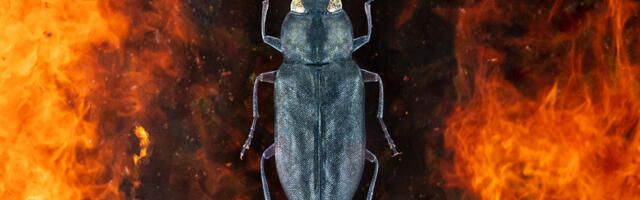 This beetle’s sex is on fire. Literally.