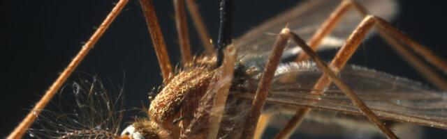 Why West Nile virus is spreading in the US