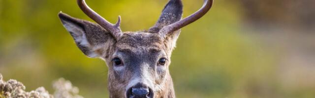 A Deadly Mad Cow-Like Disease Is Spreading Among North American Deer