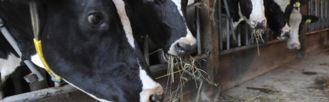 There’s so much extra milk, U.S. farmers are dumping it in the sewer