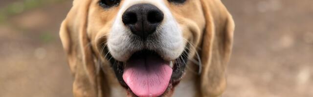 How To Start A Dog Walking Business (Successfully)