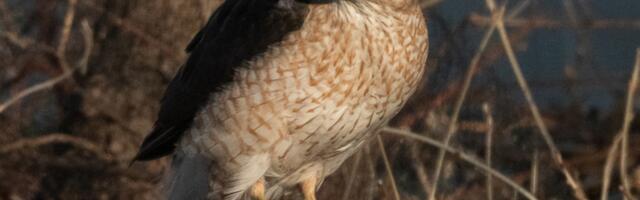 This Hawk Figured Out Traffic Signals to Ambush Its Prey