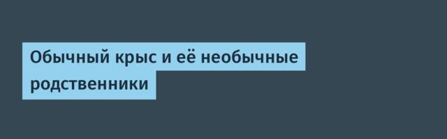 Обычный крыс и её необычные родственники
