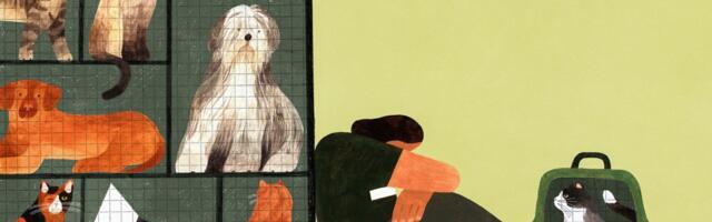 What haunts America’s animal shelter workers