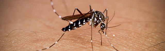 DIY AI Laser System Wipes Out Every Mosquito In Engineer's Home