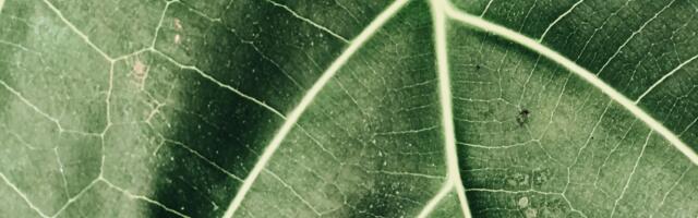 Profitable Artificial Leaf Transforms Renewable Energy