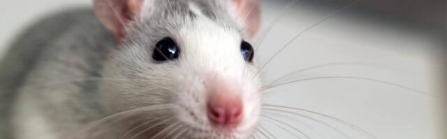 These Genetically Modified Mice Make Their Own ‘Ozempic’