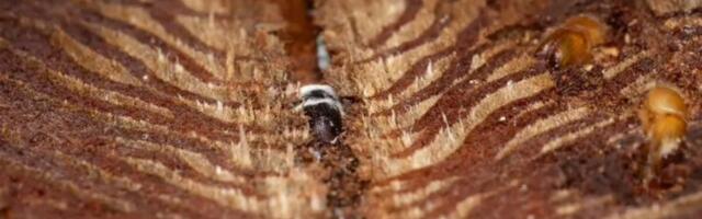 This Beetle Is in a Toxic Relationship With a Tree. Luckily, They Know a Fungi