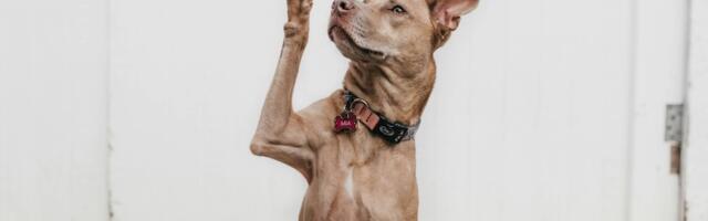 Cчитать ли разработку FOSS волонтерской деятельностью