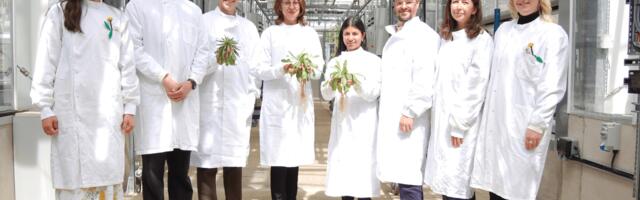 QuberTech raises £3.4M to develop sustainable natural rubber from engineered dandelions