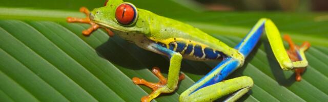 Explosive-Powered Frog-Like Robot Leaps Forward In Miniature Robotic