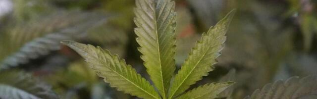 Milpitas City Council considers adopting new medicinal marijuana delivery regulations