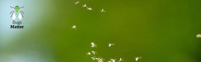 Continuing decrease in bug splats, Bugs Matter 2024 survey commences