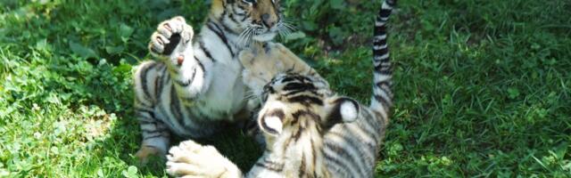 From Tiger Global's fat checks to talk of a 'broken' IPO market, the Tiger Cubs are back in love with private deals