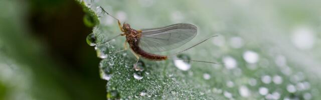 Aquatic Insects in Hot Water