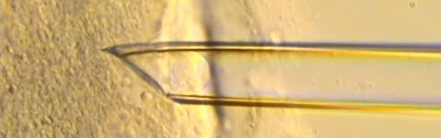 8 Healthy ‘Three-Parent’ Babies Born in UK Using Pioneering IVF Technique