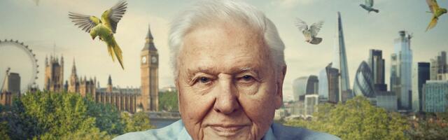 How to watch Wild London on BBC iPlayer (it's FREE)