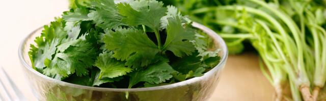 This gene mutation on chromosome 11 is why cilantro tastes like dish soap to millions of people