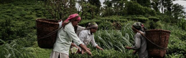 Alt Carbon Bags $12 Mn To Fuel Carbon Removal In India