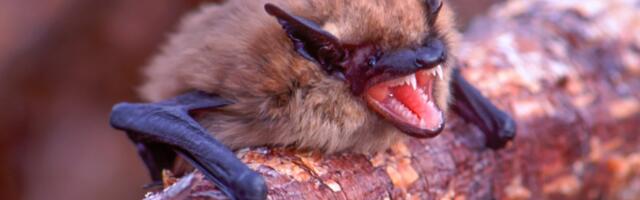 The astonishing link between bats and the deaths of human babies