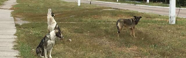 Chernobyl’s Stray Dogs Are Genetically Distinct—But Radiation Isn’t the Reason